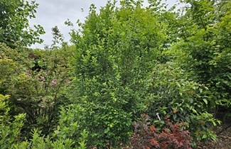 Afbeelding Krentenboompje 'Obelisk' - Amelanchier alnifolia 'Obelisk'