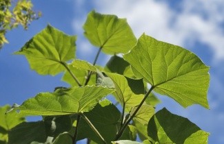 Afbeelding Anna Paulownaboom 'Hulsdonk' - Paulownia tomentosa 'Hulsdonk'