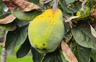 Afbeelding Kweepeer - Cydonia oblonga 'Vranja'