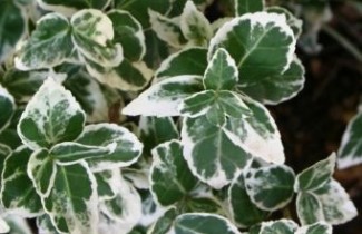 Afbeelding Kardinaalsmuts - Euonymus fortunei 'Emerald Gaiety'