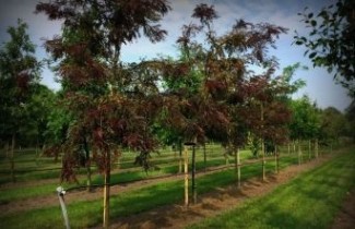Afbeelding Valse Christusdoorn 'Rubylace' - Gleditsia triacanthos 'Rubylace'