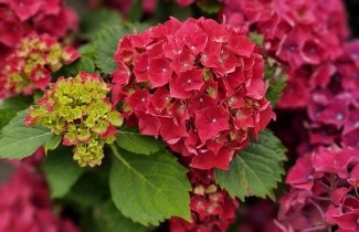 Afbeelding Hortensia Forever & Ever Red - Hydrangea Forever & Ever Red