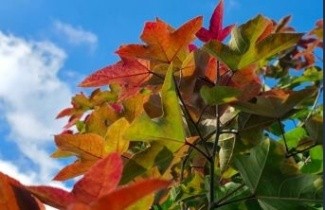 Afbeelding Chinese Amberboom - Liquidambar formosana 'Ellen'