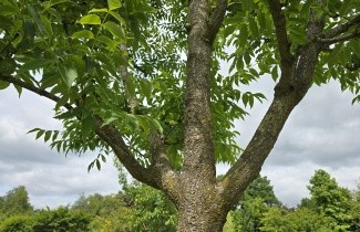 Afbeelding Amur kurkboom - Phellodendron amurense