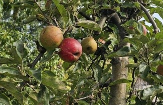 Afbeelding Appel 'Elstar' hoogstam - Malus domestica 'Elstar'
