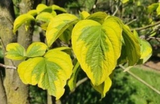 Afbeelding Veelbloemige kornoelje 'Rainbow' - Cornus Florida 'Rainbow'