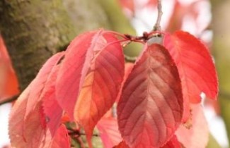 Afbeelding Japanse sierkers 'Rancho' - Prunus sargentii 'Rancho'