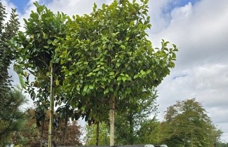 Afbeelding Camellia 'Bonomiana Nova' - Camellia japonica 'Bonomiana Nova'