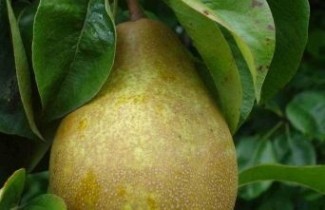 Afbeelding Stoofpeer "Winterrietpeer" - Pyrus communis 'Winterrietpeer'