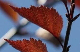 Afbeelding Rode berk - Betula pendula 'Purpurea'