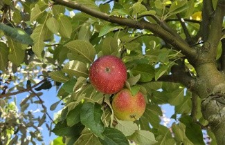 Afbeelding Appel 'Ingrid Marie' - Malus domestica 'Ingrid Marie'