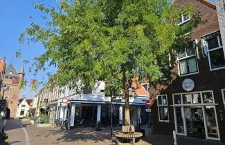 Afbeelding Valse Christusdoorn 'Skyline' - Gleditsia triacanthos 'Skyline'