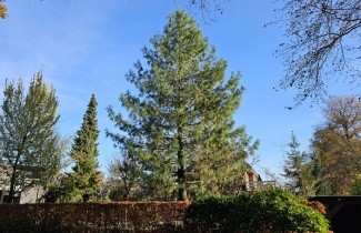 Afbeelding Weymouthden - Pinus strobus
