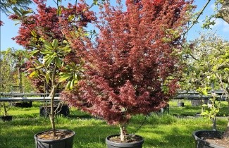 Afbeelding Japanse Esdoorn 'Jerre Schwartz' - Acer palmatum 'Jerre Schwartz'