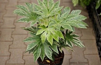 Afbeelding Bonte vingerplant - Fatsia japonica 'Spiders Web'