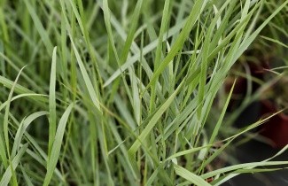 Afbeelding Vingergras 'Prairie Sky' - Panicum virgatum 'Prairie Sky'