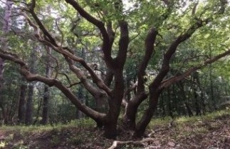 Afbeelding Zomereik - Quercus robur
