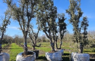 Afbeelding Kurkeik - Quercus suber