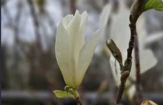 Afbeelding Magnolia 'Isis' - Magnolia kobus 'Isis'