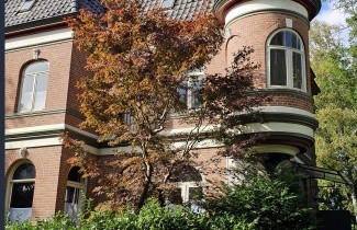 Afbeelding Japanse Esdoorn 'Atropurpureum' - Acer palmatum 'Atropurpureum'