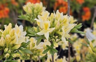 Afbeelding Azalea 'Daviesii' - Rhododendron (AP)  'Daviesii'