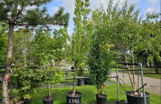 Afbeelding Kers "Sunburst" - Prunus avium 'Sunburst'