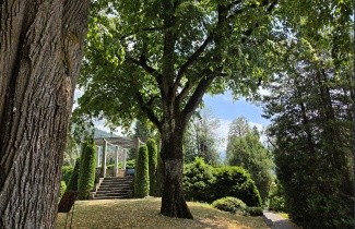 Afbeelding Zomerlinde - Tilia platyphyllos
