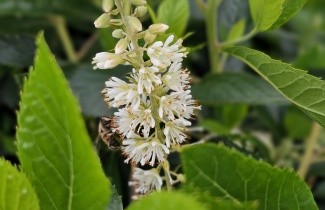 Afbeelding Schijnsels 'Hummingbird' - Clethra alnifolia 'Hummingbird'