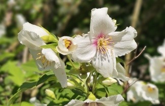 Afbeelding Boeren Jasmijn - Philadelphus coronarius