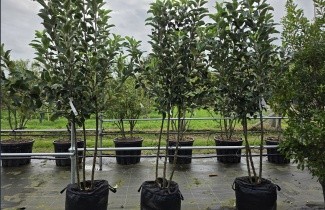 Afbeelding Appel  'Ecolette' - Malus domestica  'Ecolette'