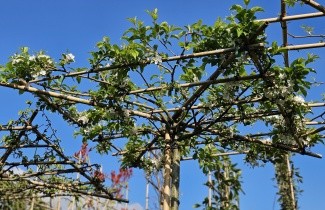 Afbeelding Sierappel 'Red Sentinel' - Malus 'Red Sentinel'
