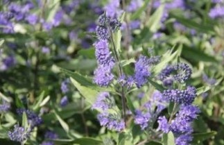 Afbeelding Blauwe spirea - Caryopteris incana