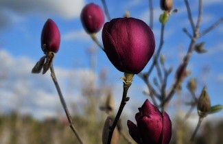 Afbeelding Magnolia 'Black Tulip' - Magnolia 'Black Tulip'