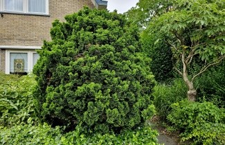 Afbeelding Japanse dwergcipres - Chamaecyparis obtusa 'Nana Gracilis'