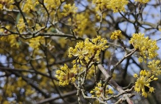 Afbeelding Gele Kornoelje - Cornus mas