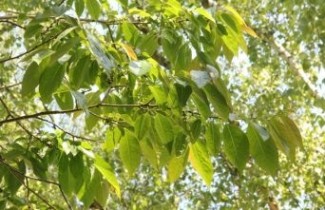 Afbeelding Lotusboom, dadelpruim - Diospyros lotus