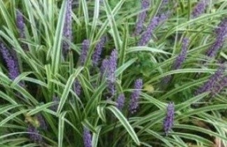 Afbeelding Leliegras 'Variegata' - Liriope muscari 'Variegata'