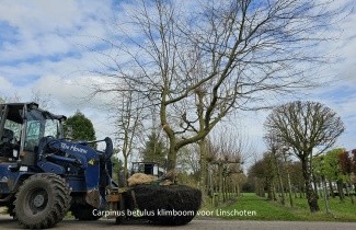 Afbeelding Haagbeuk als klimboom - Carpinus betulus