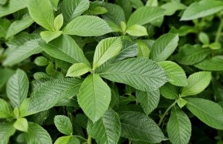 Afbeelding Schijnsels 'Ruby Spice' - Clethra alnifolia 'Ruby Spice'