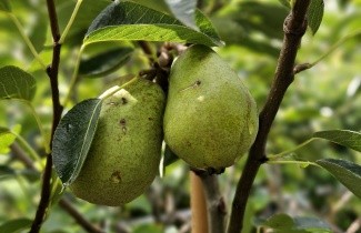 Afbeelding Handpeer 'Williams' - Pyrus communis 'Williams'