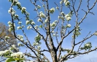 Afbeelding handpeer 'Kruidenierspeer' - Pyrus communis 'Kruidenierspeer'