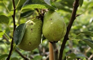 Afbeelding Handpeer 'Williams' - Pyrus communis 'Williams'