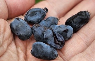 Afbeelding Honingbes 'Kamtschatica' - Lonicera caerulea 'Kamtschatica'