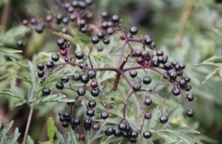 Afbeelding Peterselievlier - Sambucus nigra 'Laciniata'