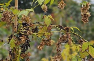 Afbeelding Hop - Humulus lupulus 'Nordbrau'