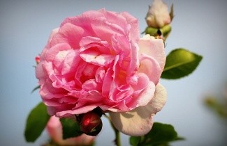 Afbeelding Klimroos 'Jasmina' - Rosa 'Jasmina'