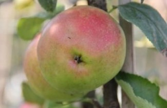 Afbeelding Zuilappel 'Gold Sensation' - Malus domestica 'Gold Sensation'