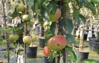 Afbeelding Zuilappel 'Green Sensation' - Malus domestica 'Green Sensation'
