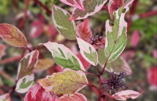 Afbeelding Kornoelje 'Sibirica Variegata' - Cornus alba 'Sibirica Variegata'