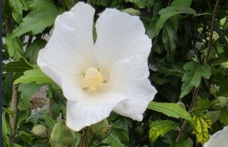 Afbeelding Altheastruik 'Totus albus' - Hibiscus syriacus 'Totus albus'